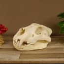 Löwenschädel Trophäe Schädel mit Genehmigung zum Verkauf 62.100.35