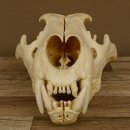 Löwenschädel Trophäe Schädel mit Genehmigung zum Verkauf 62.100.35