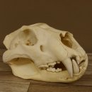 Löwenschädel Trophäe Schädel mit Genehmigung zum Verkauf 62.100.35