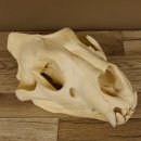 Löwenschädel Trophäe Schädel mit Genehmigung zum Verkauf 62.100.35