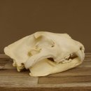 Löwenschädel Trophäe Schädel mit Genehmigung zum Verkauf 62.100.35