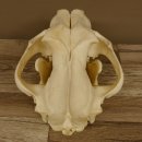 Löwenschädel Trophäe Schädel mit Genehmigung zum Verkauf 62.100.35