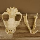 Löwenschädel Trophäe Schädel mit Genehmigung zum Verkauf 62.100.35