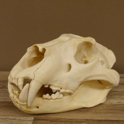 Löwenschädel Trophäe Schädel mit Genehmigung zum Verkauf 62.100.35