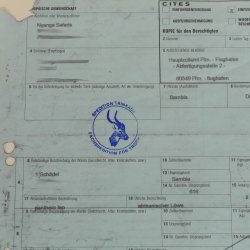 Löwenschädel Trophäe Schädel mit Genehmigung zum Verkauf 62.100.35