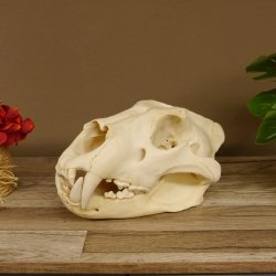 Löwenschädel Trophäe Schädel mit Genehmigung zum Verkauf 62.100.35