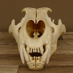 Löwenschädel Trophäe Schädel mit Genehmigung zum Verkauf 62.100.35