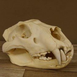 Löwenschädel Trophäe Schädel mit Genehmigung zum Verkauf 62.100.35