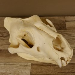 Löwenschädel Trophäe Schädel mit Genehmigung zum Verkauf 62.100.35