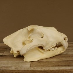 Löwenschädel Trophäe Schädel mit Genehmigung zum Verkauf 62.100.35