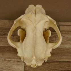 Löwenschädel Trophäe Schädel mit Genehmigung zum Verkauf 62.100.35