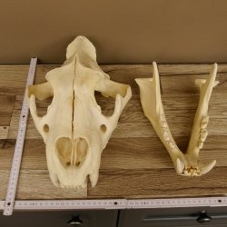 Löwenschädel Trophäe Schädel mit Genehmigung zum Verkauf 62.100.35