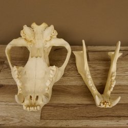 Löwenschädel Trophäe Schädel mit Genehmigung zum Verkauf 62.100.35