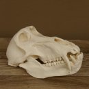 Bärenpavian Baboon Schädel Affe Länge 22 cm Pavian mit Herkunftsnachweis