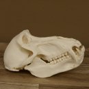 Bärenpavian Baboon Schädel Affe Länge 22 cm Pavian mit Herkunftsnachweis