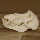 Bärenpavian Baboon Schädel Affe Länge 22 cm Pavian mit Herkunftsnachweis