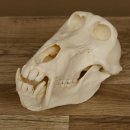 Bärenpavian Baboon Schädel Affe Länge 22 cm Pavian mit Herkunftsnachweis