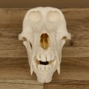Bärenpavian Baboon Schädel Affe Länge 22 cm Pavian mit Herkunftsnachweis