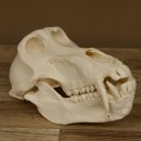 Bärenpavian Baboon Schädel Affe Länge 22 cm Pavian mit Herkunftsnachweis