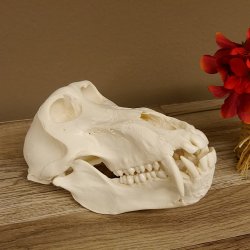 Bärenpavian Baboon Schädel Affe Länge 22 cm Pavian mit Herkunftsnachweis