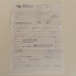 Bärenpavian Baboon Schädel Affe Länge 22 cm Pavian mit Herkunftsnachweis