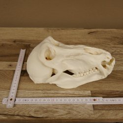 Bärenpavian Baboon Schädel Affe Länge 22 cm Pavian mit Herkunftsnachweis