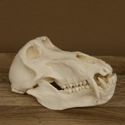 Bärenpavian Baboon Schädel Affe Länge 22 cm Pavian mit Herkunftsnachweis