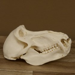 Bärenpavian Baboon Schädel Affe Länge 22 cm Pavian mit Herkunftsnachweis