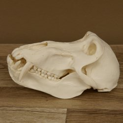 Bärenpavian Baboon Schädel Affe Länge 22 cm Pavian mit Herkunftsnachweis