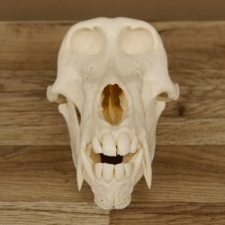 Bärenpavian Baboon Schädel Affe Länge 22 cm Pavian mit Herkunftsnachweis