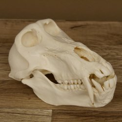 Bärenpavian Baboon Schädel Affe Länge 22 cm Pavian mit Herkunftsnachweis