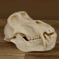 Bärenpavian Baboon Schädel Affe Länge 22 cm Pavian mit Herkunftsnachweis