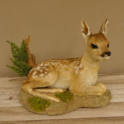Rehkitz Präparat liegend Breite 34 cm Bambi Reh Kitz Tierpräparat 89.11.75