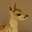 Rehkitz Präparat liegend Breite 34 cm Bambi Reh Kitz Tierpräparat 89.11.75