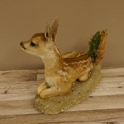 Rehkitz Präparat liegend Breite 34 cm Bambi Reh Kitz Tierpräparat 89.11.75