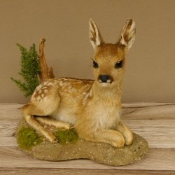 Rehkitz Präparat liegend Breite 34 cm Bambi Reh Kitz Tierpräparat 89.11.75