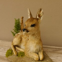 Rehkitz Präparat liegend Breite 34 cm Bambi Reh Kitz Tierpräparat 89.11.75