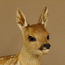 Rehkitz Präparat liegend Breite 34 cm Bambi Reh Kitz Tierpräparat 89.11.75