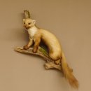 Steinmarder Marder auf Ast offener Fang Präparat Deko Tierpräparat 89.5.226