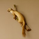 Steinmarder Marder auf Ast offener Fang Präparat Deko Tierpräparat 89.5.226