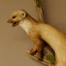 Steinmarder Marder auf Ast offener Fang Präparat Deko Tierpräparat 89.5.226