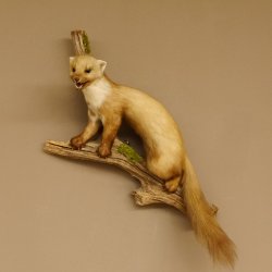 Steinmarder Marder auf Ast offener Fang Präparat Deko Tierpräparat 89.5.226