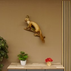 Steinmarder Marder auf Ast offener Fang Präparat Deko Tierpräparat 89.5.226