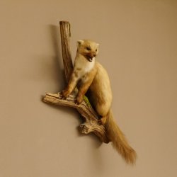 Steinmarder Marder auf Ast offener Fang Präparat Deko Tierpräparat 89.5.226