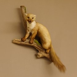 Steinmarder Marder auf Ast offener Fang Präparat Deko Tierpräparat 89.5.226