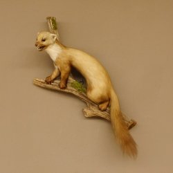 Steinmarder Marder auf Ast offener Fang Präparat Deko Tierpräparat 89.5.226