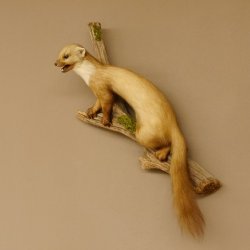 Steinmarder Marder auf Ast offener Fang Präparat Deko Tierpräparat 89.5.226