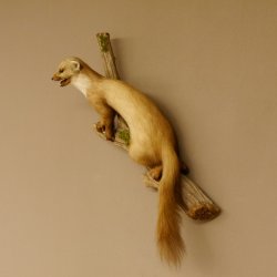 Steinmarder Marder auf Ast offener Fang Präparat Deko Tierpräparat 89.5.226