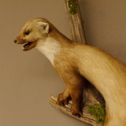 Steinmarder Marder auf Ast offener Fang Präparat Deko Tierpräparat 89.5.226