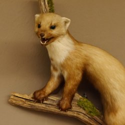 Steinmarder Marder auf Ast offener Fang Präparat Deko Tierpräparat 89.5.226